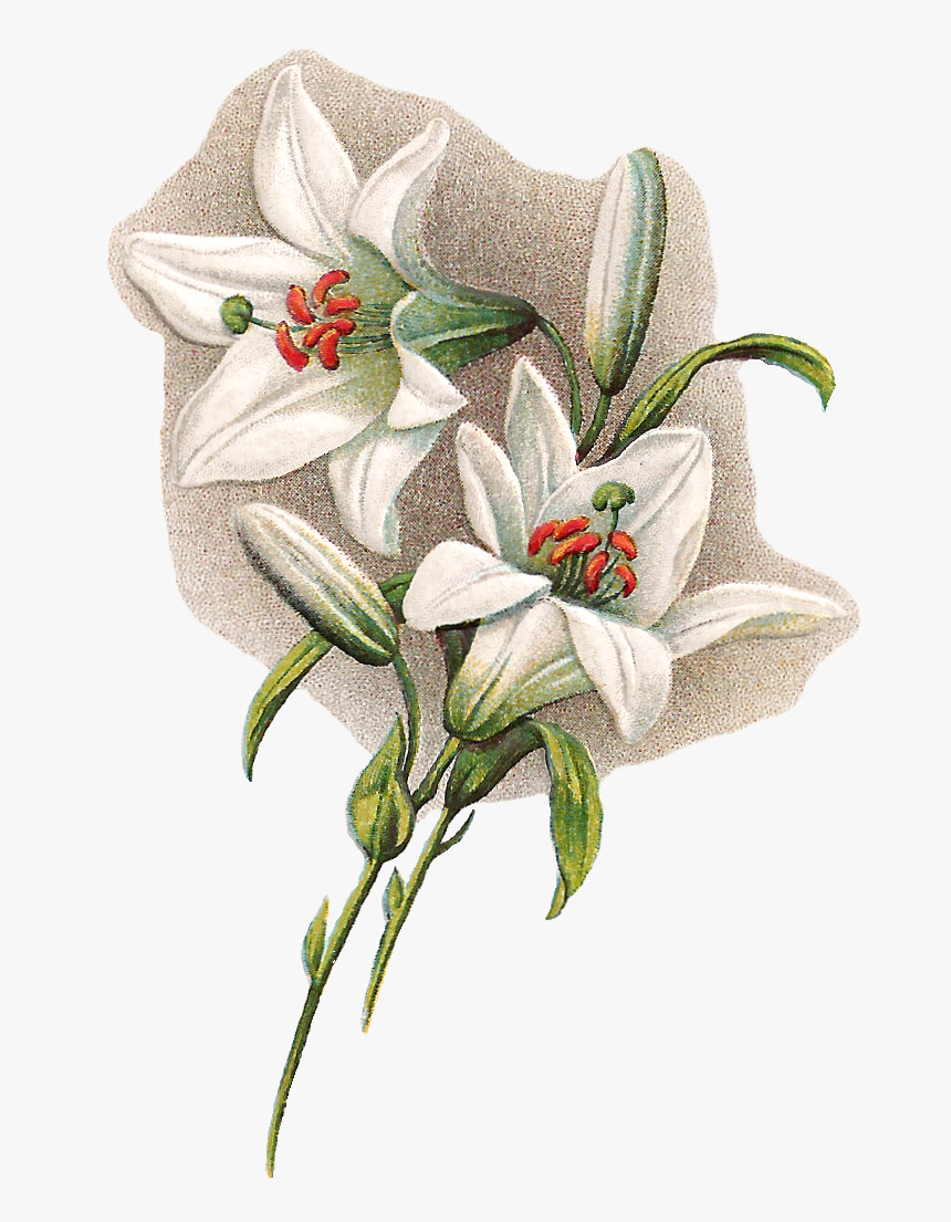 Easter Lilies Group White Ⓒ - Transparent Background Easter Png, Png Download, Free Download