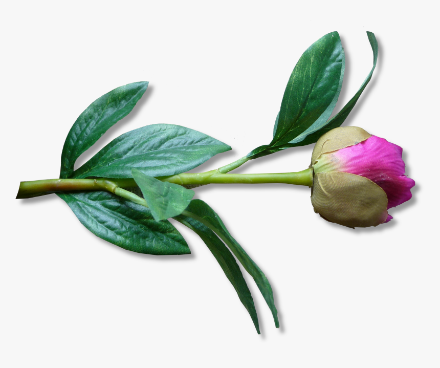 Peony Clipart Bud - Artificial Flower, HD Png Download, Free Download