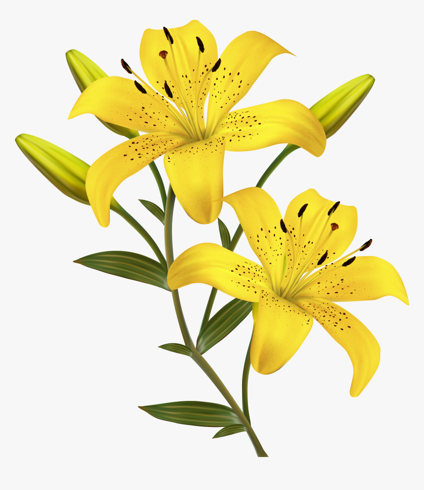 Flower Yellow Easter Lily Clip Art - Yellow Lily Flower Clipart, HD Png Download, Free Download
