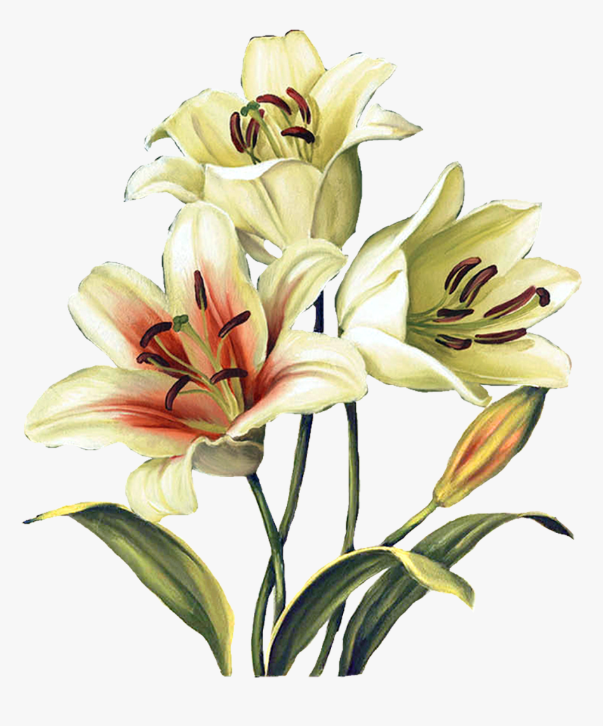 Transparent Easter Lilies Clipart - Watercolor Painting, HD Png Download, Free Download