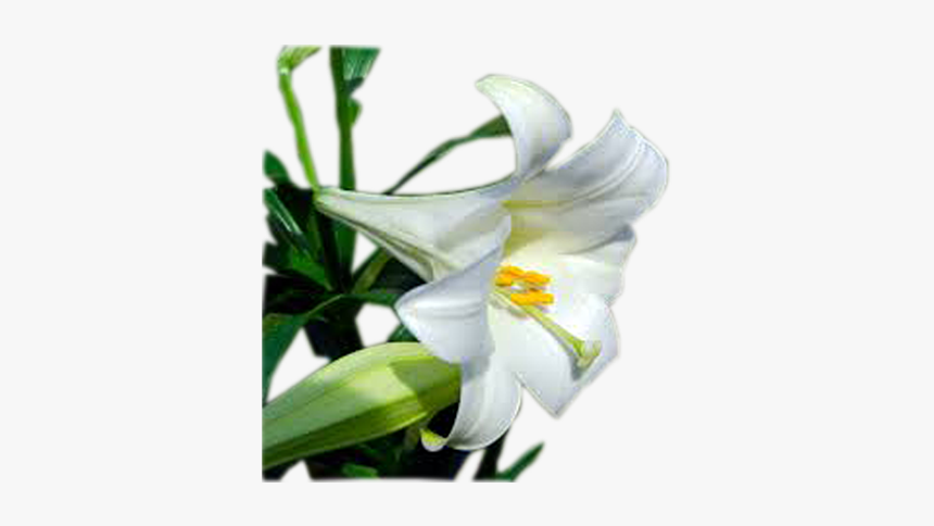 Easter Lily, HD Png Download, Free Download