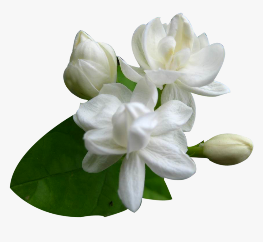 Transparent Gardenia Clipart - Transparent Background Jasmine Flower Png, Png Download, Free Download