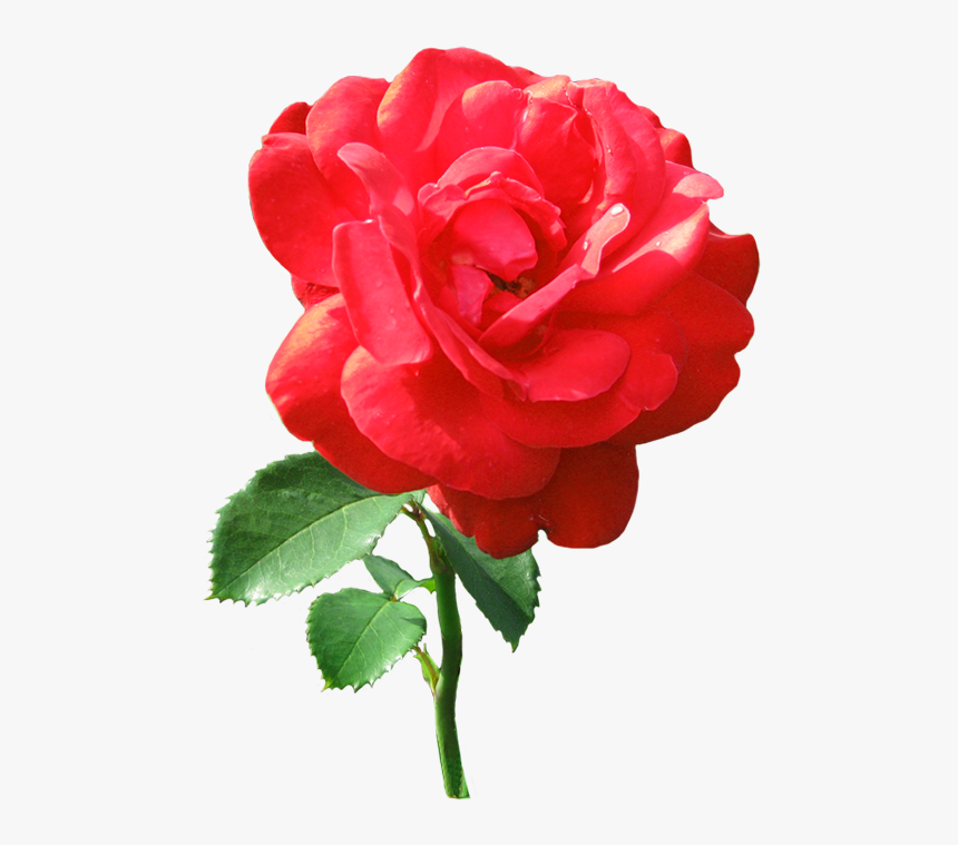 Bud Drawing Single Rose - Transparent Single Red Rose, HD Png Download, Free Download