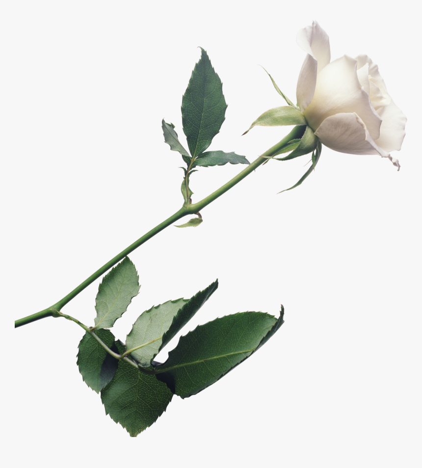 White Roses - Transparent Background White Rose Png, Png Download, Free Download