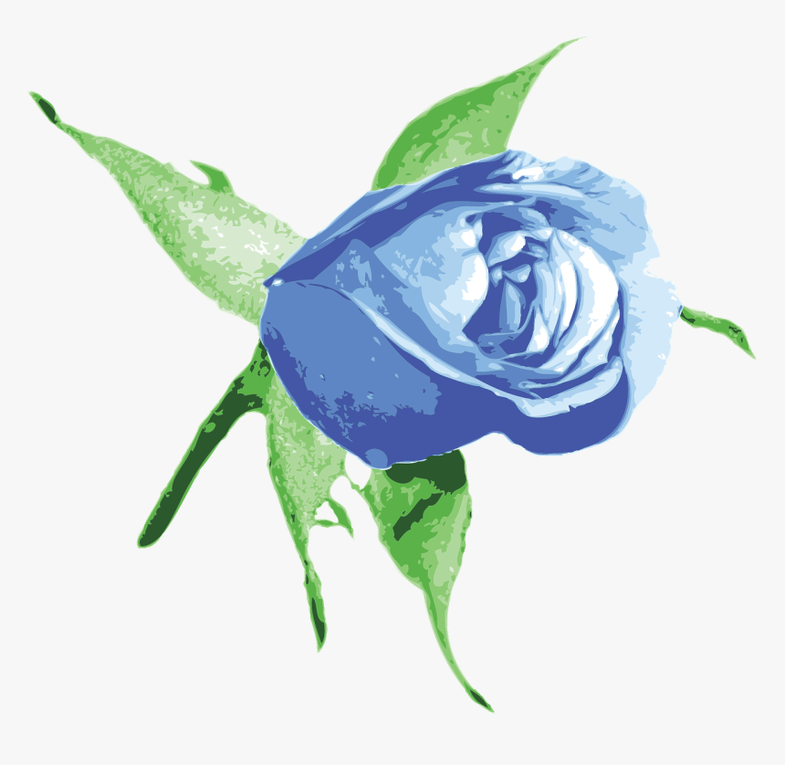 Plant,flower,rose Order - Transparent Png Blue Rose Png Hd, Png Download, Free Download