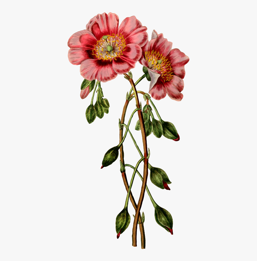 Vintage Flower Illustration Transparent, HD Png Download, Free Download