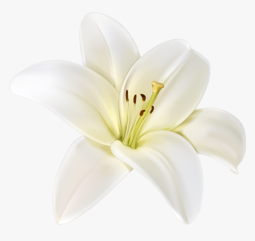 Beautiful White Flower Png Clipart Image - White Flower Png, Transparent Png, Free Download
