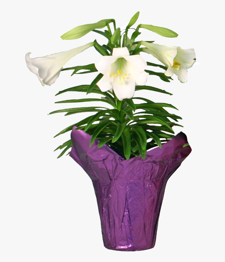 Transparent Easter Lilies Png - Lily, Png Download, Free Download
