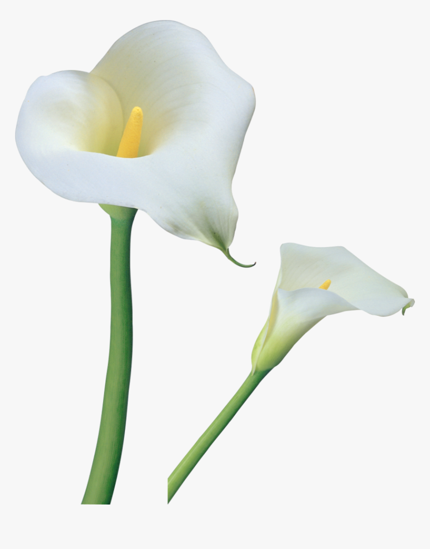 Arum-lily Flower Tiger Lily Easter Lily Clip Art - Calla Lily Transparent Background, HD Png Download, Free Download