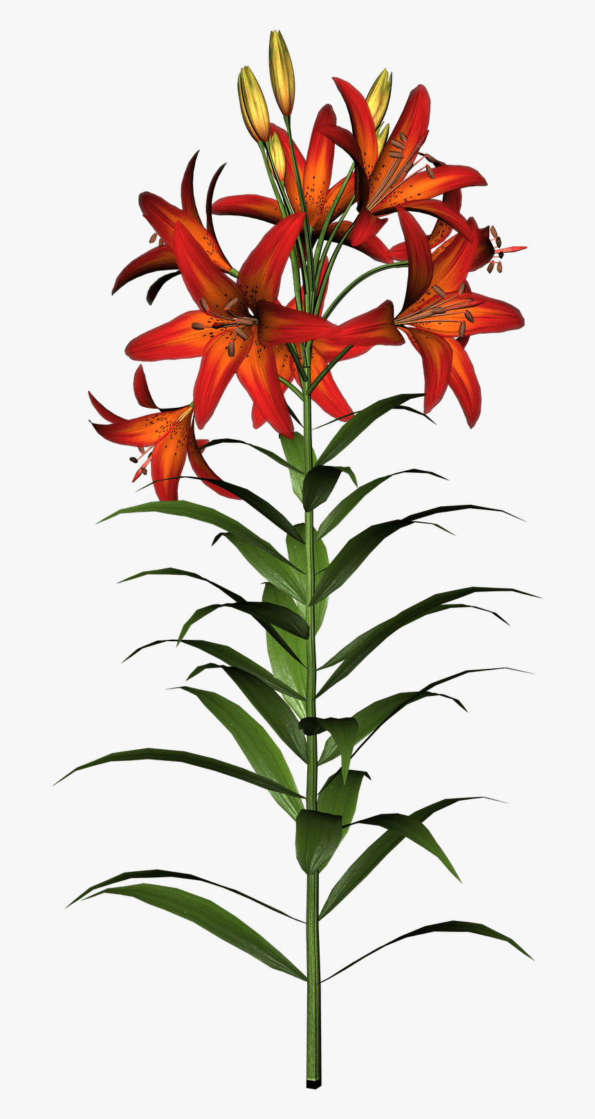 Easter Lilies Clipart Transparent Png - Tiger Lily Flower Stem, Png Download, Free Download