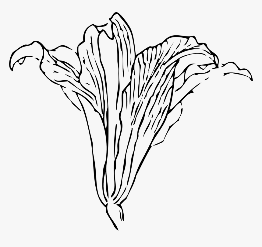 Gray Calla Lily Png, Transparent Png, Free Download