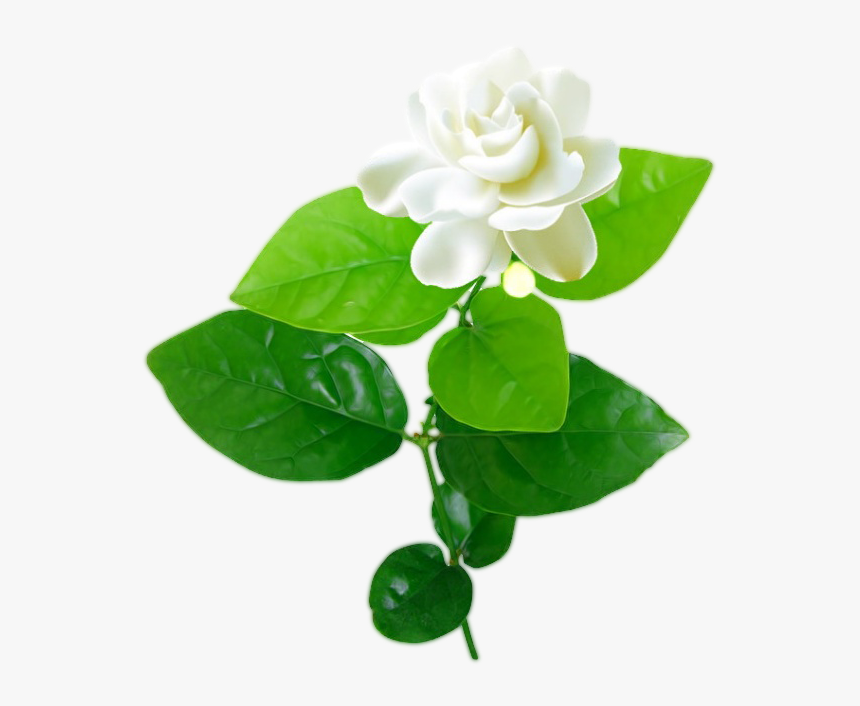 Jasmine Flower With Leaves Png - Jasmine Flower Vector Free Download, Transparent Png, Free Download