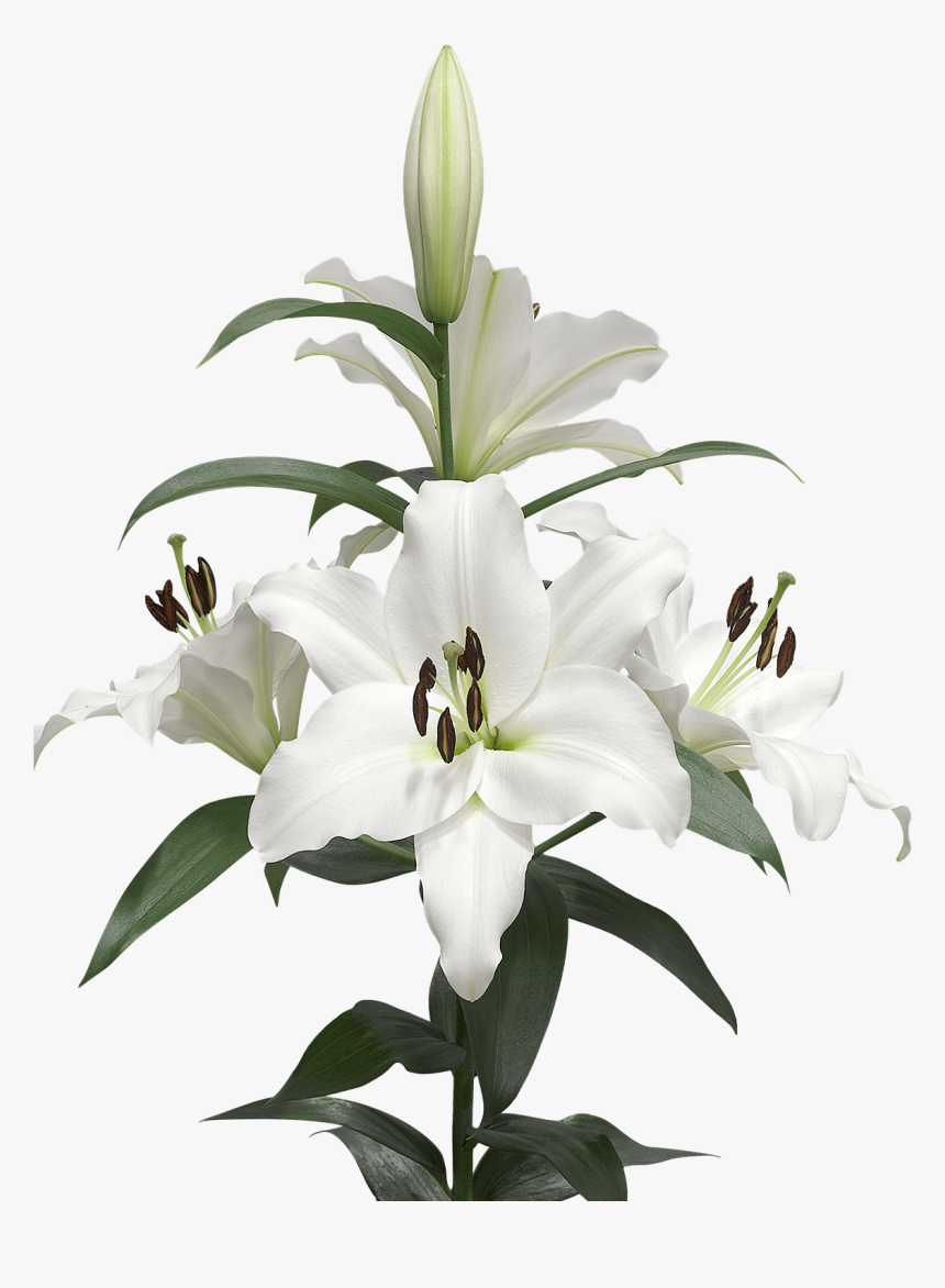 A Few Lilies Transparent Png - Lilium Transparent, Png Download, Free Download