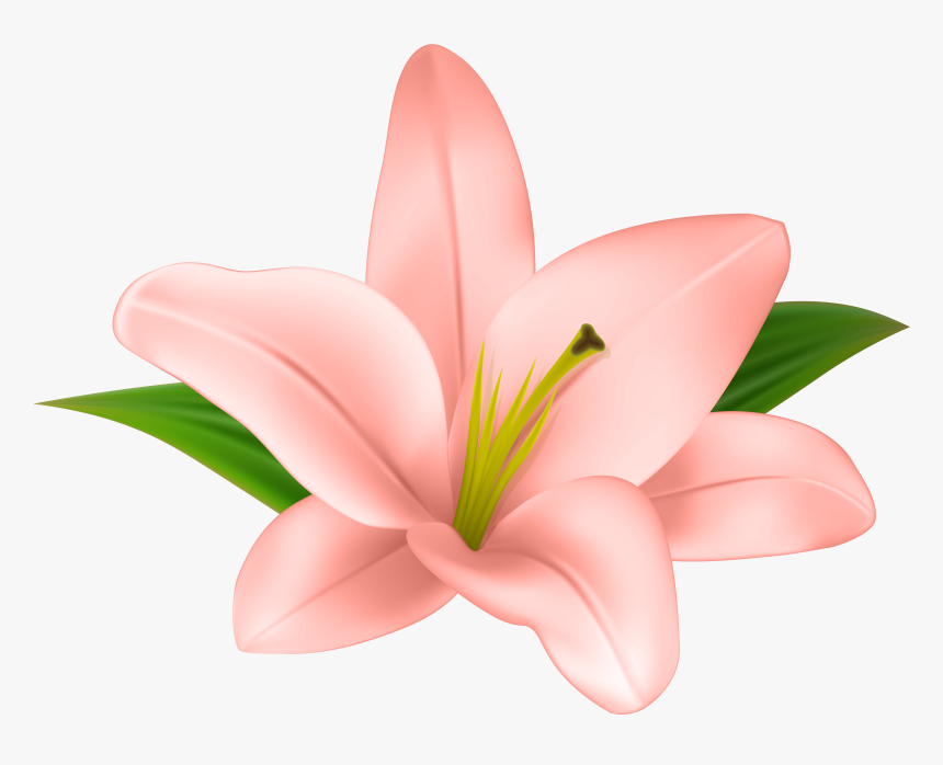 Lily Transparent Floral - Transparent Clip Art Flowers, HD Png Download, Free Download