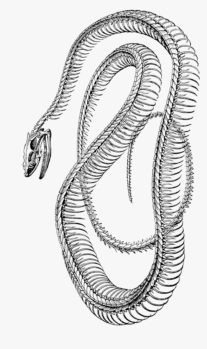 Free Vintage Clip Art - Snake Skeleton Png, Transparent Png, Free Download