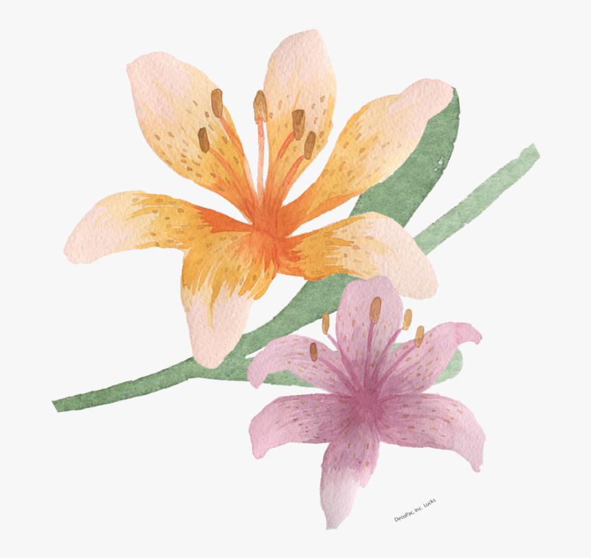 Watercolour Easter Lily - Tiger Lily, HD Png Download, Free Download