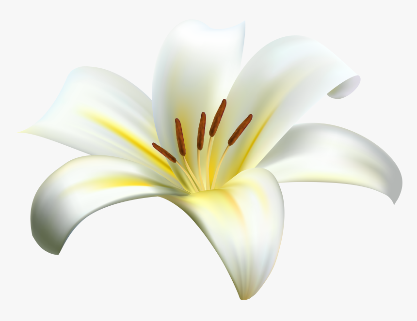 Stargazer Lily Clipart , Png Download - Monocotyledon, Transparent Png, Free Download
