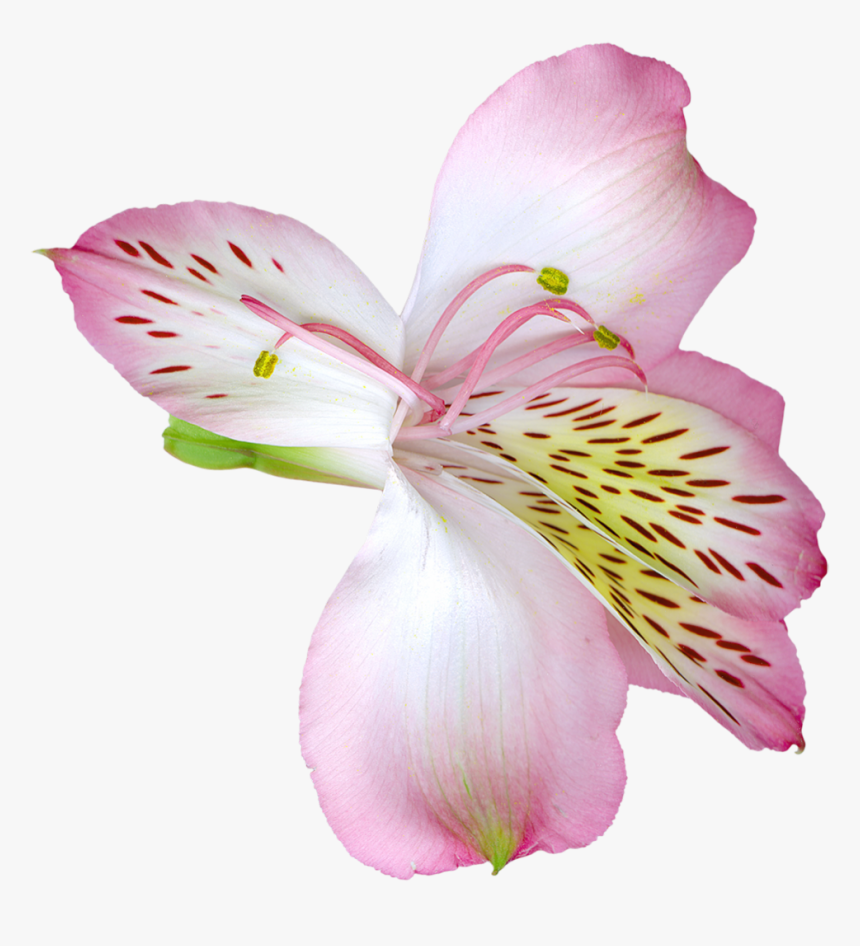 Lily Transparent Background - Pink Lily Flowers Png, Png Download, Free Download
