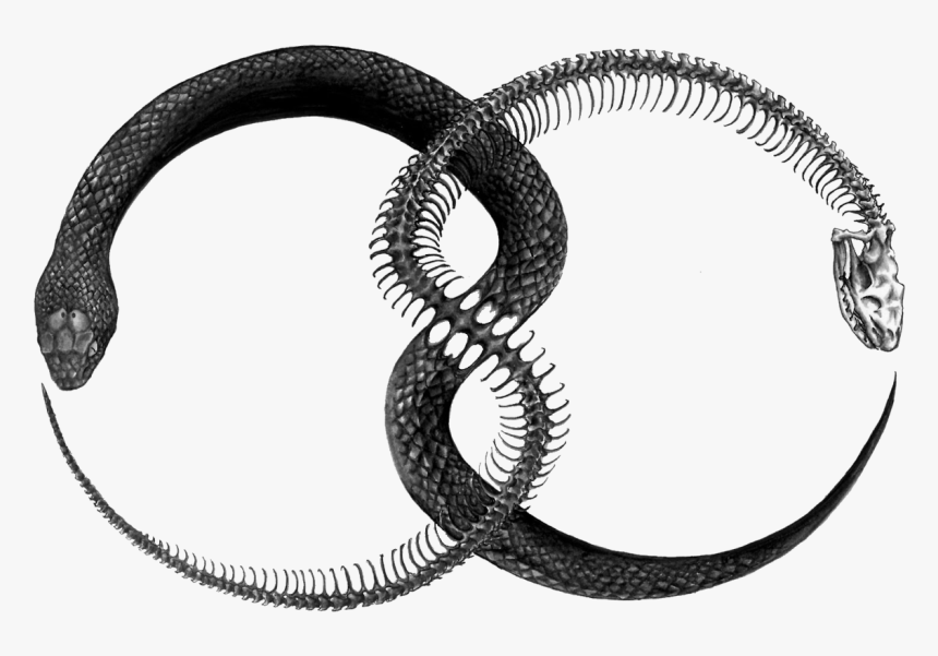 Ouroboros Tattoo, HD Png Download, Free Download