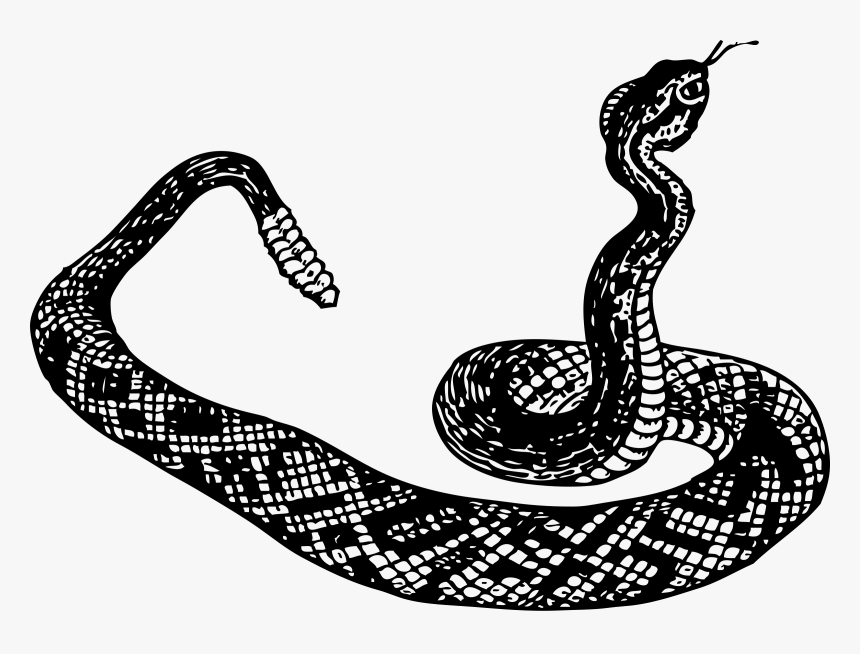 Snake Clipart Ahas - Rattlesnake Clipart Black And White, HD Png Download, Free Download
