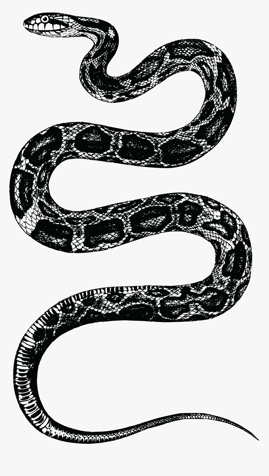 Rattlesnake Clipart Snake Mask - Snake T Shirt Mens, HD Png Download, Free Download