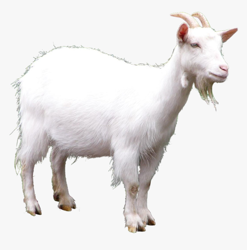 Clip Art Picture Transprent - Goat Png, Transparent Png, Free Download