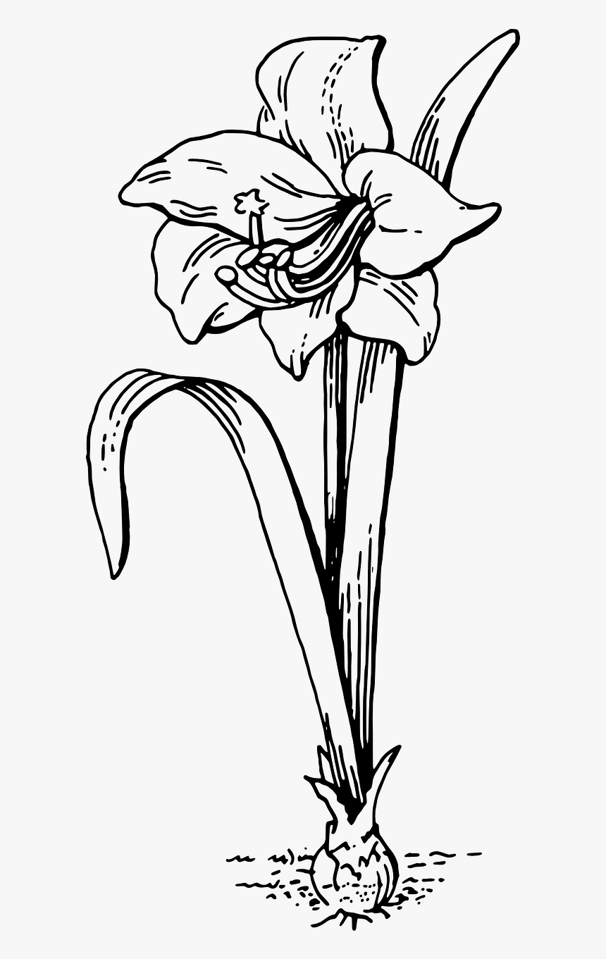 Amaryllis Drawing Easter Lily For Free Download - Outline Of A Flower Plant, HD Png Download, Free Download