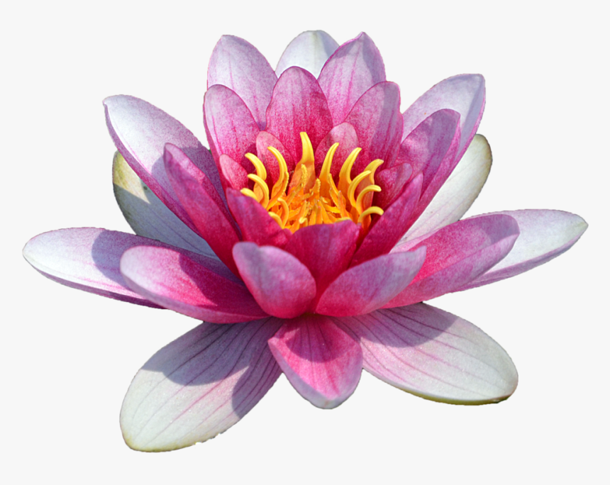 Pink Water Lily Clipart The Cliparts Png - Water Lily Flower Png, Transparent Png, Free Download