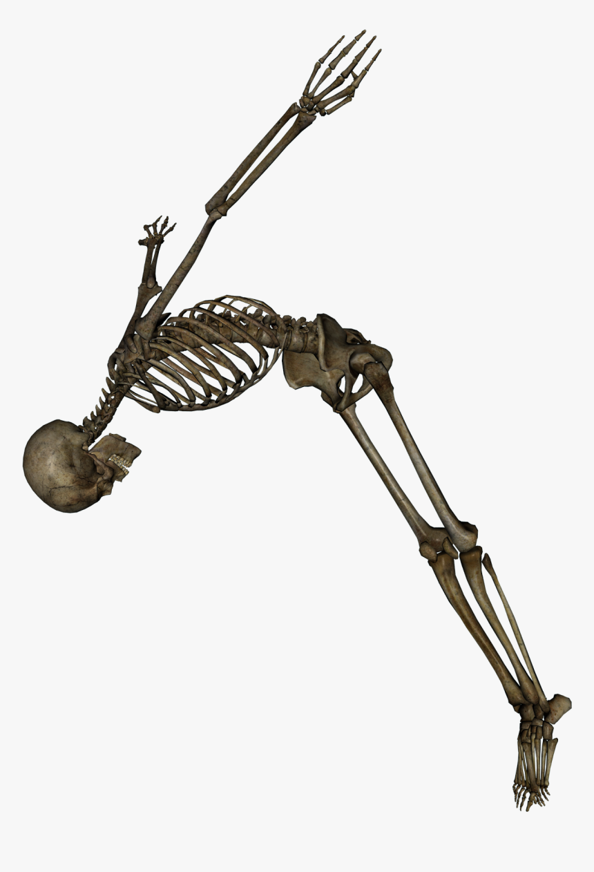 Skeleton Transparent, HD Png Download, Free Download