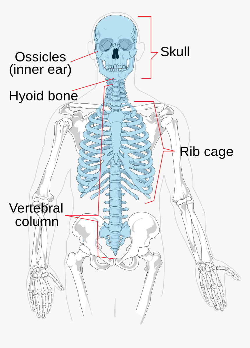 Appendicular And Axial Skeleton, HD Png Download, Free Download