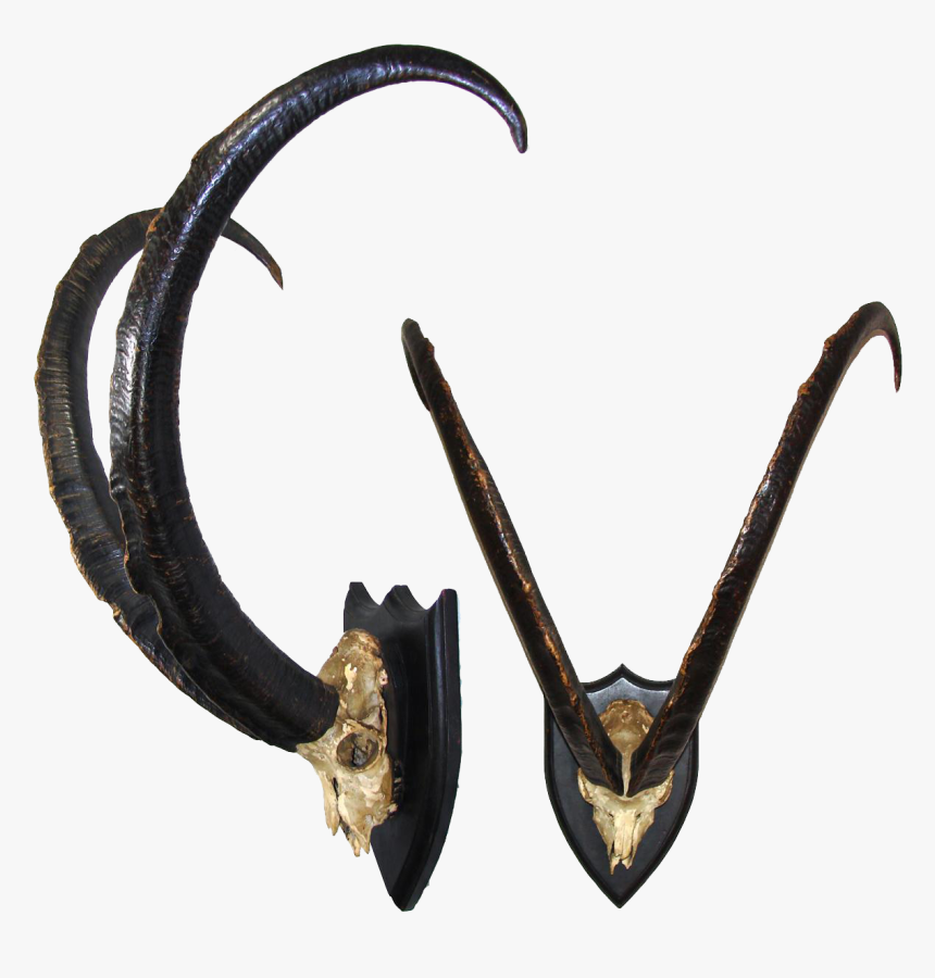 Mountain Goat Horns Png Transparent, Png Download, Free Download