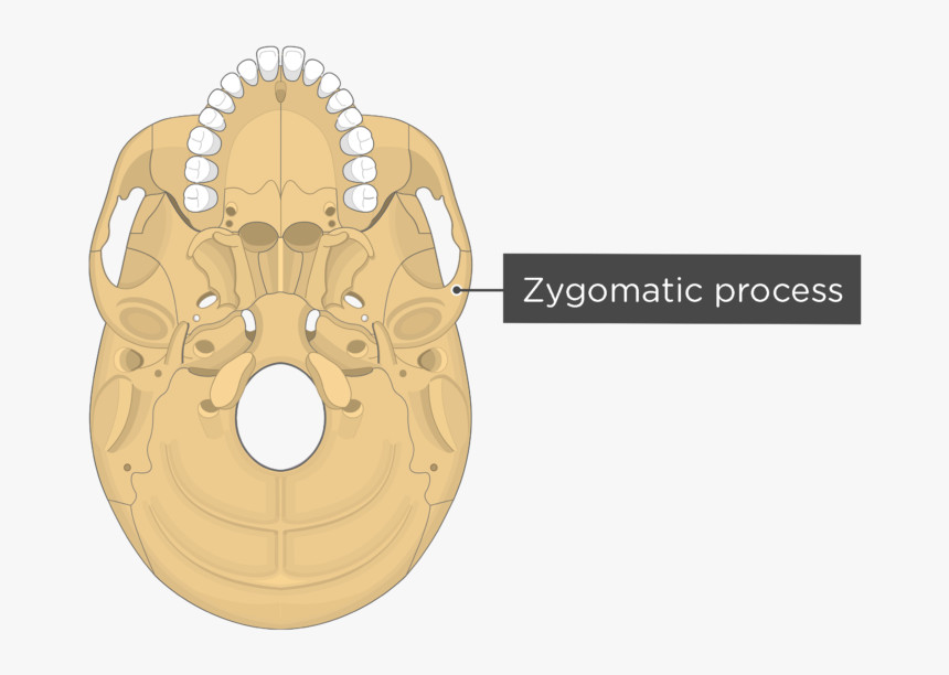 Skull Bone Markings - Pterygoid Process, HD Png Download, Free Download