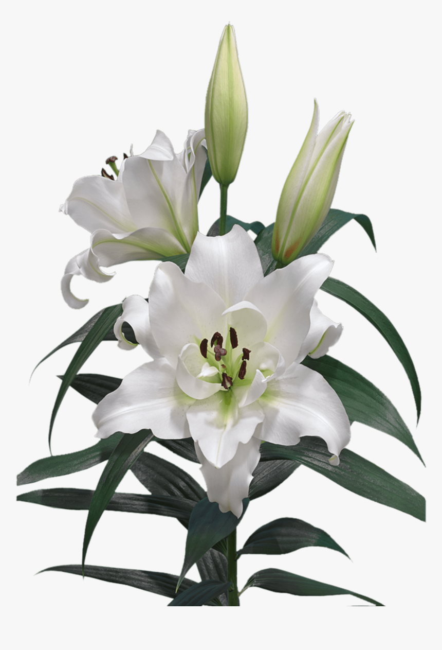 Lilium Png - Lilium White Png, Transparent Png, Free Download