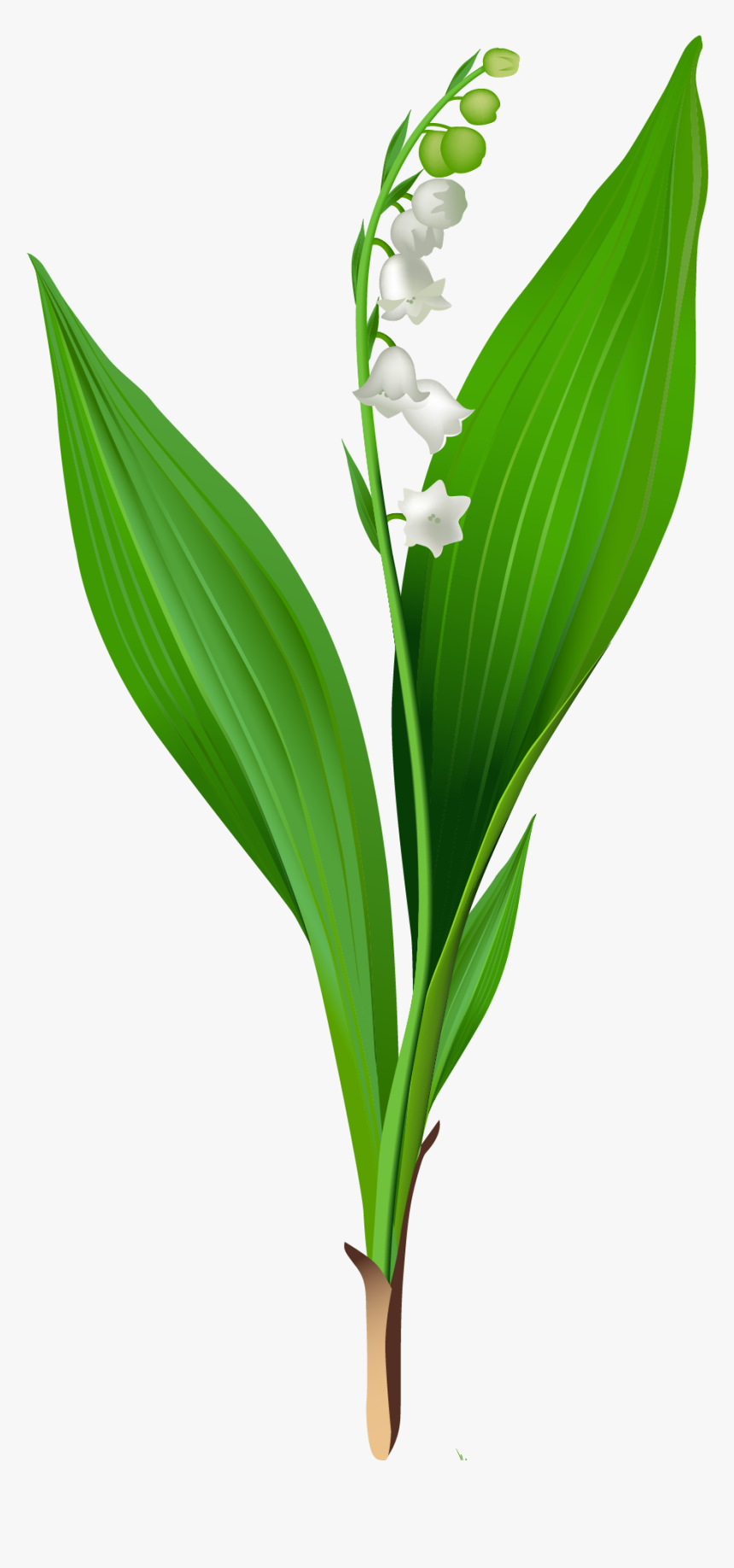 Lily Of The Valley Png, Transparent Png, Free Download