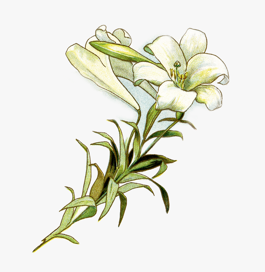 Easter Lily Free Clipart , Png Download - Clip Art Easter Lily, Transparent Png, Free Download