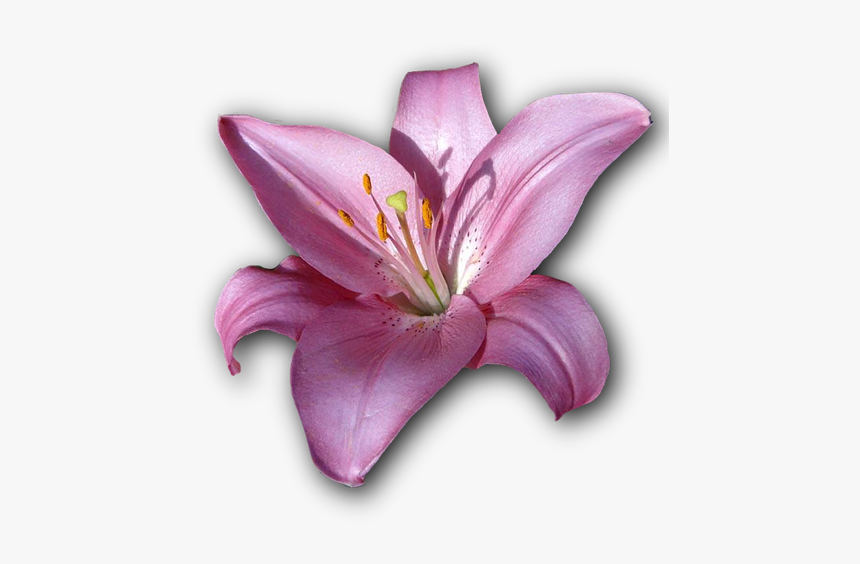 Lily, Flower, Isolated, Png, Violet - Lily, Transparent Png, Free Download