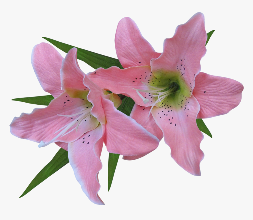 Pink Lily Png Photo - Pink Lily Flowers Png, Transparent Png, Free Download