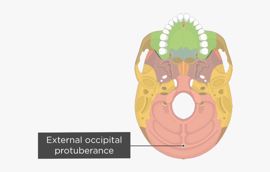 A Inferior View Of The Skull With A Label Of The External - Petrous Temporal Bone Inferior View, HD Png Download, Free Download
