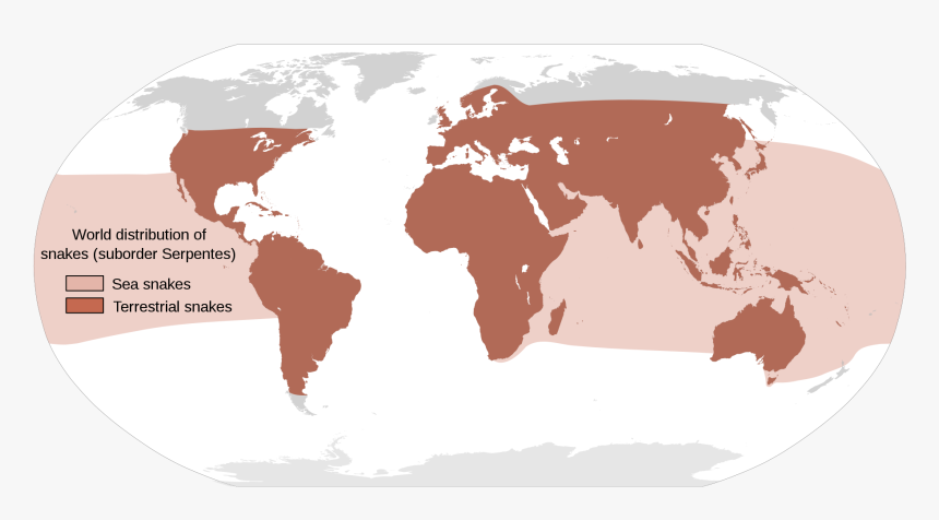 World Distribution Of Snakes, HD Png Download, Free Download