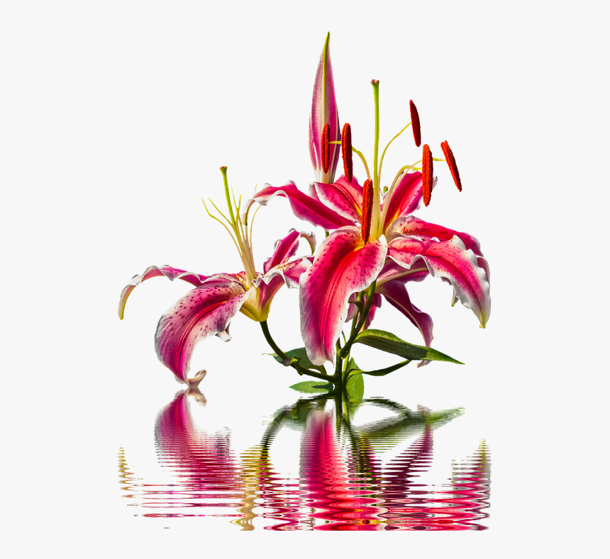 Lily Blossom Bloom Lilies Flower Pink Lily Nature - Lily, HD Png Download, Free Download