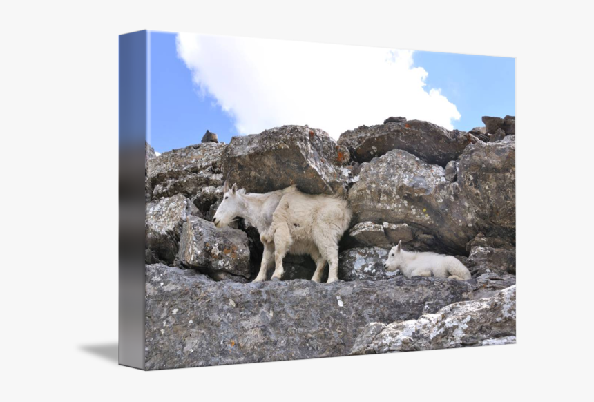 Clip Art And Kid By Michael - Mountain Goat, HD Png Download, Free Download