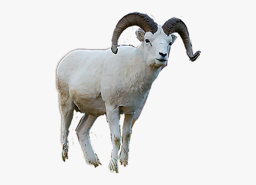 #ram #mountaingoat - Horn, HD Png Download, Free Download