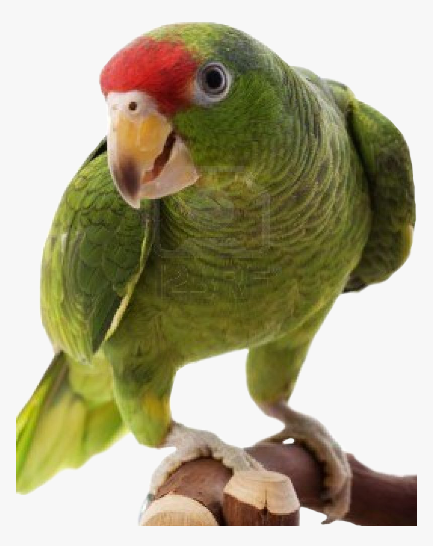 Amazon Parrot Png, Transparent Png, Free Download