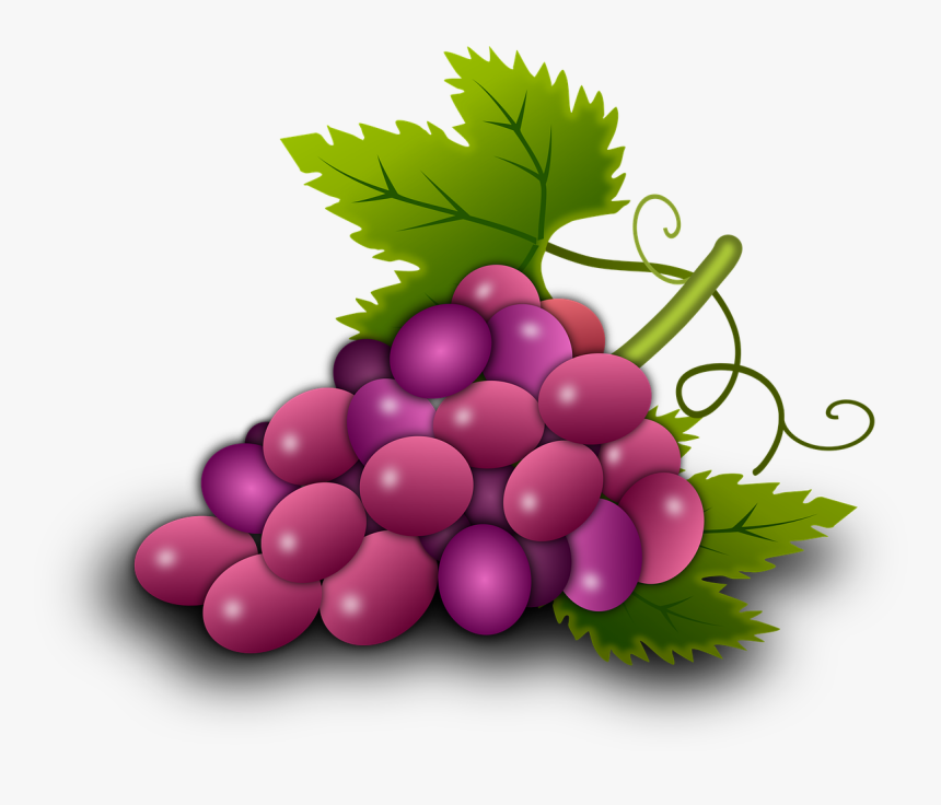 Grapes Vine Vineyard Wine Png Image Clipart , Png Download - องุ่น Clipart, Transparent Png, Free Download