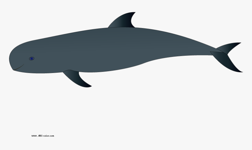 0 Whale Clip Art Clipart Fans - Wholphin, HD Png Download, Free Download