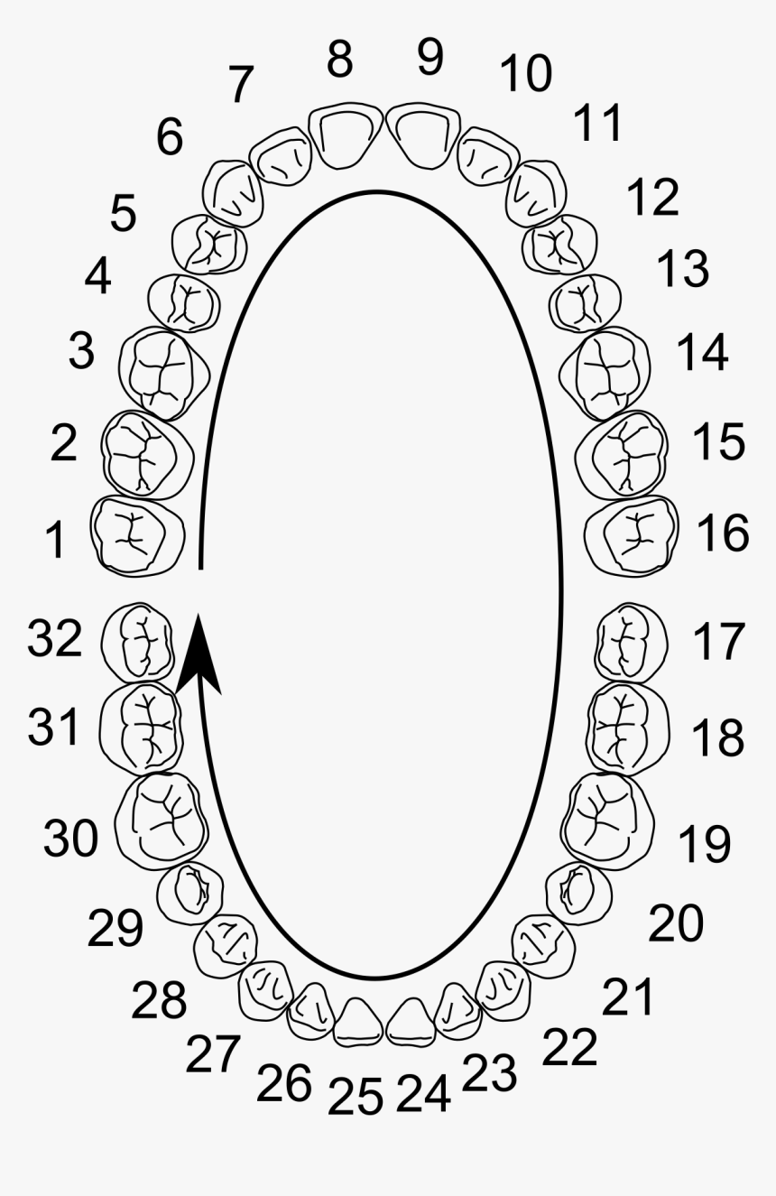 General Dentistry Teeth Numbers, HD Png Download, Free Download