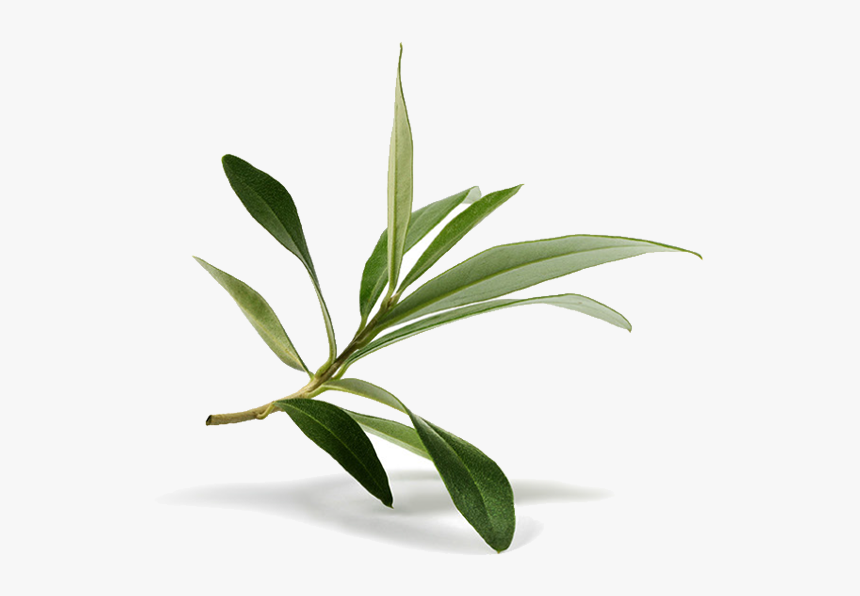Olive Leaf Olive Branch Stock Photography, HD Png Download, Free Download