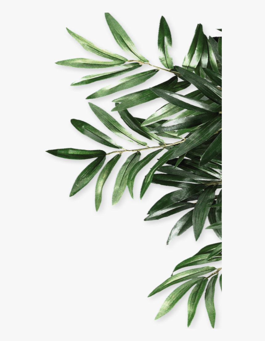 #mq #green #leaf #leaves #border #borders - Green Olive Leaves Png, Transparent Png, Free Download