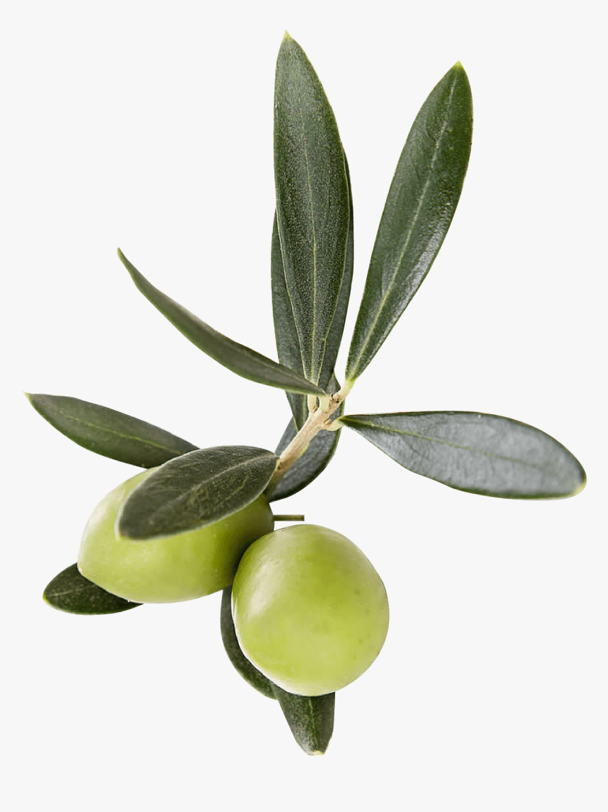 Olive-family - Transparent Olive Leaf Png, Png Download, Free Download