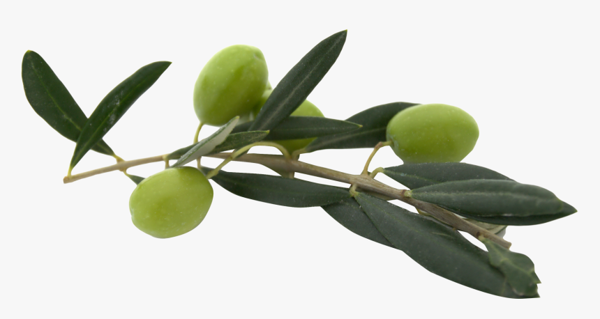 Olive Png, Transparent Png, Free Download